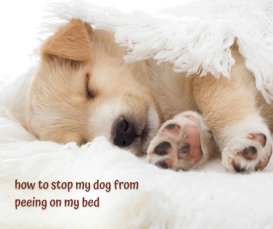 how-to-stop-my-dog-from-peeing-on-my-bed