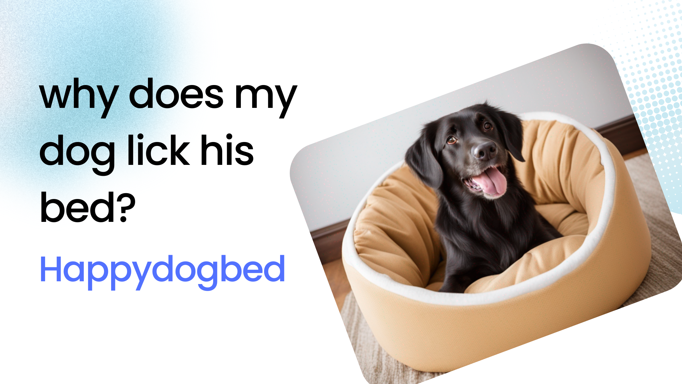 why-does-my-dog-lick-his-bed